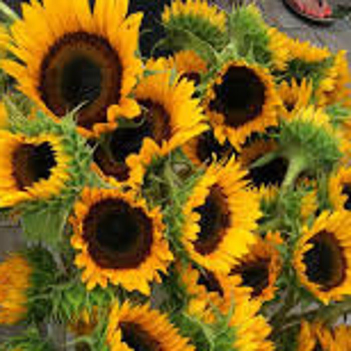 Carmel Sunflower Seeds