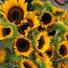 Carmel Sunflower Seeds