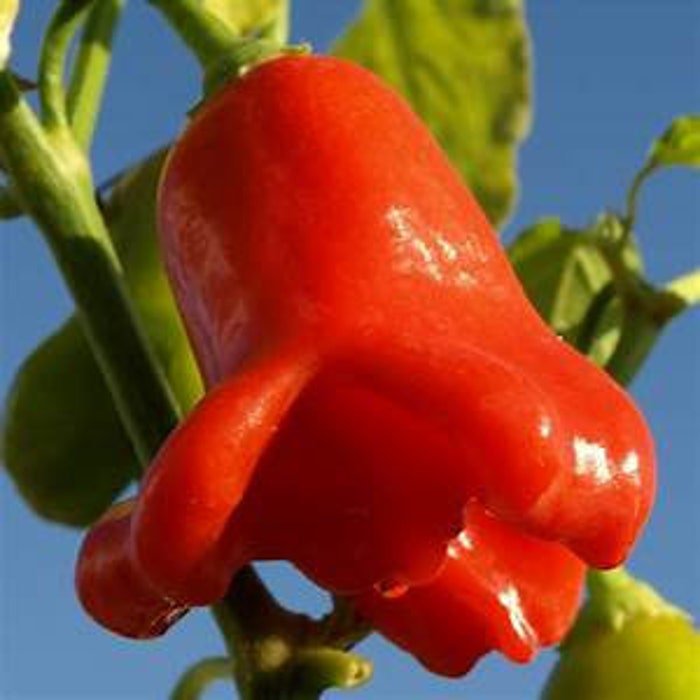 Bishops Crown Pepper Seeds Shape
