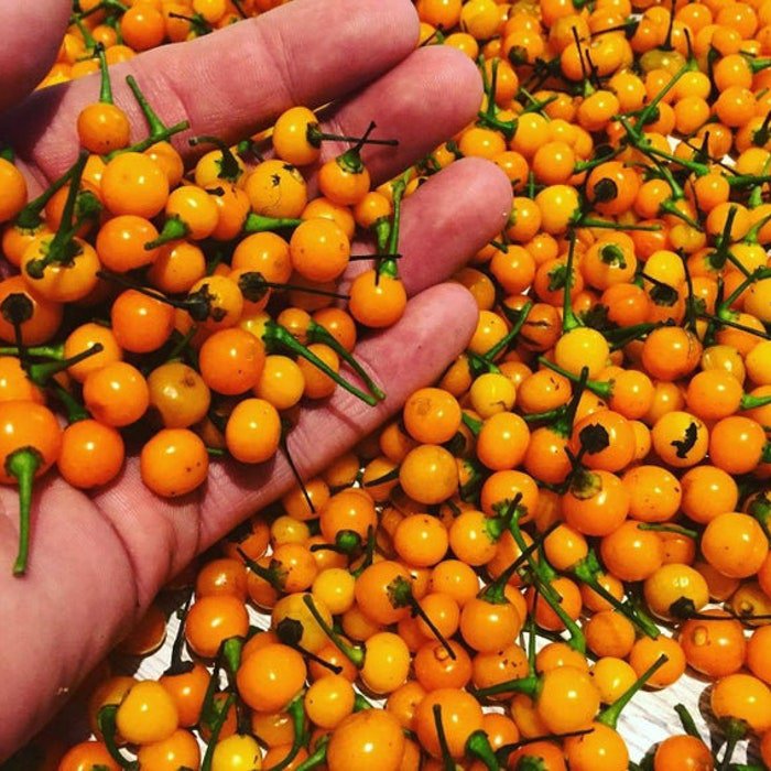 Tiny B.B. Habanero Pepper Seeds
