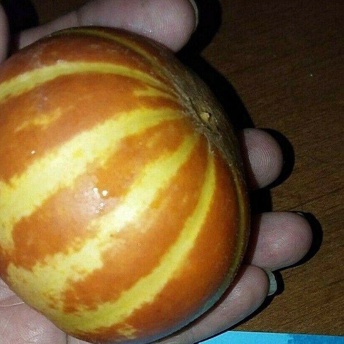 Plum Granny Melon Seeds Mini MelonS 15 Seeds Loads Of Fruit