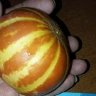 Plum Granny Melon Seeds Mini MelonS 15 Seeds Loads Of Fruit