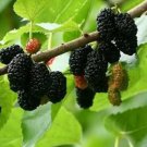Black Mulberry Tree Seeds
