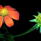 Tall Orange Mexican Sunflower Seeds