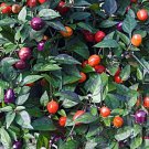 Filius Blue Hot Pepper Seeds