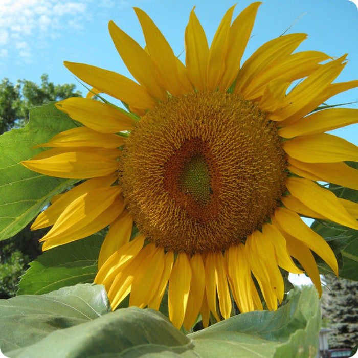 Russian Mammoth Sunflower Seeds