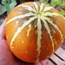 Thai Golden Round Melon Seeds