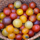 Mix Of Small Yellow & Red Cherry Tomato Seeds