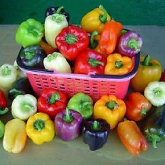 Grand Bell Mix Pepper Seeds
