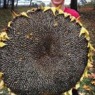 Christians Giant Sunflower Seeds