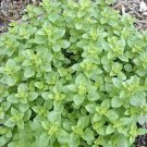Italian Oregano Seeds
