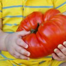 Red Behemoth King Tomato Seeds