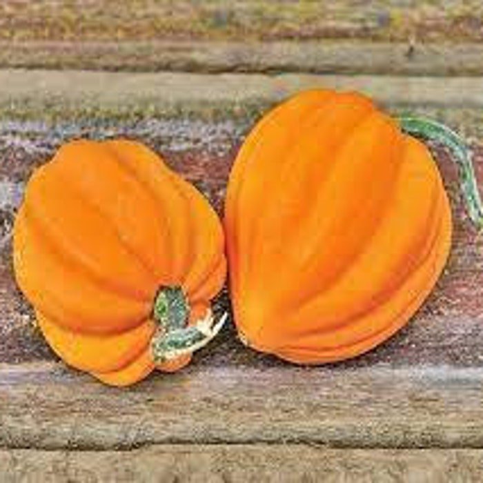 Table Gold Acorn Squash Seeds
