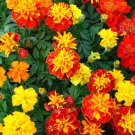 Tall Multi Colored Marigold Seeds