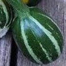 Round Striped Zucchini Squash Seeds