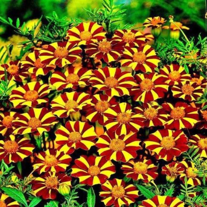 Jolly Jester Marigold Seeds