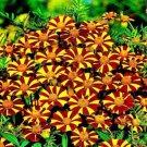 Jolly Jester Marigold Seeds