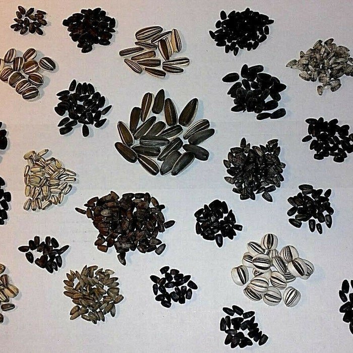 Custom Sunflower Seed Mix 30 Seeds 30 Kinds Of Ornamental Sunflowers In Mix