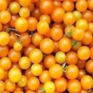 Yellow Spoon Currant Tomato Seeds