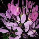Cherry Queen Cleome Seeds Spider Flower