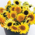 Ornamental Sunflower Mix Yellow Multihead 25 Seeds