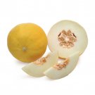 Golden Dewlicious Honeydew Seeds