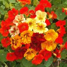 Nasturtium Dwarf Jewel Mix Seeds
