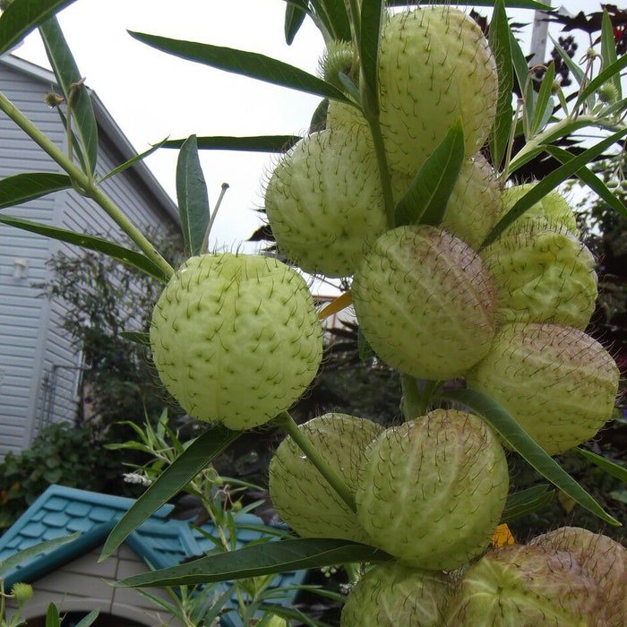 Butterfly Balls Seeds