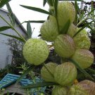 Butterfly Balls Seeds