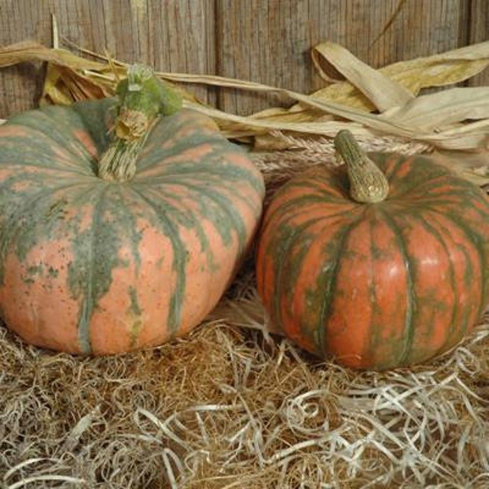 Speck Hounds Squash Seed