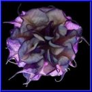 Blackcurrant Swirl Datura Devil Trumpet Seeds