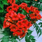 Dark Red Hummingbird Trumpet Vine Seeds