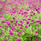 Beautiful Purple Gomphrena Seeds