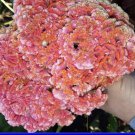 Peach Brain Celosia Seeds