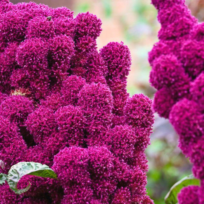 Hot Pink Elephant Head Amaranth Seed