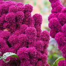 Hot Pink Elephant Head Amaranth Seed
