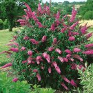 Pink Delight Butterfly Bush Seeds