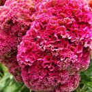 Hot Pink Frilly Head Brain Celosia Seeds