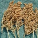 White Broomcorn 30 Seeds Great For Making Old Fashion Broom