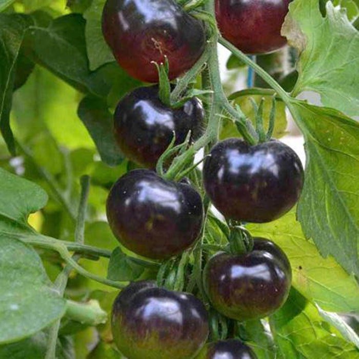 Blueberries Tomato Seeds