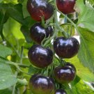 Blueberries Tomato Seeds
