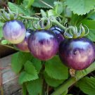 Bosque Blue Bumblebee Tomato Seeds