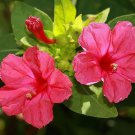 Red Four O Clock Seeds