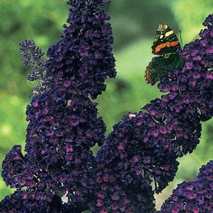 Black Knight Butterfly Bush Seeds