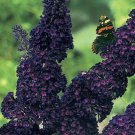 Black Knight Butterfly Bush Seeds