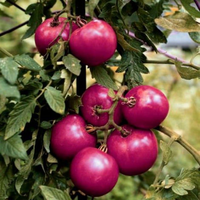 EvaS Purple Ball Tomato Seeds