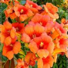 Beautiful Orange Hummingbird Trumpet Vine Seeds Hardy