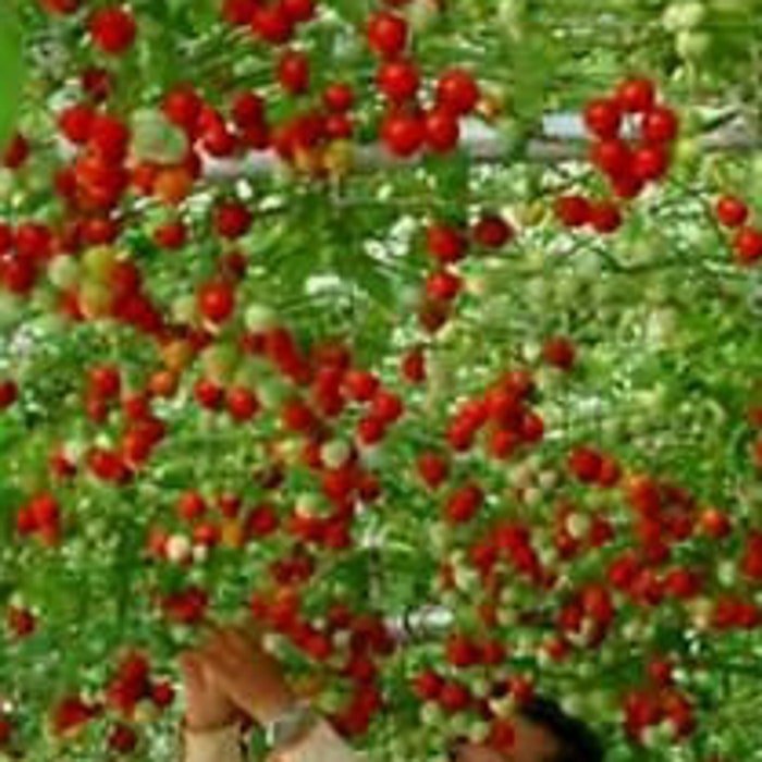 Climbing Cherry Tomato Seeds