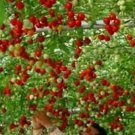 Climbing Cherry Tomato Seeds