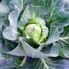 Early Jersey Wakefield Cabbage Seeds